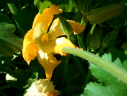 Squash Blossom